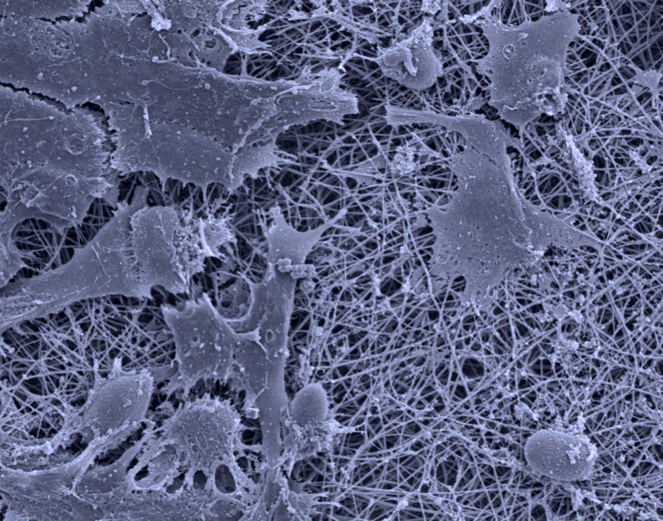 bottino lab microscopic image3