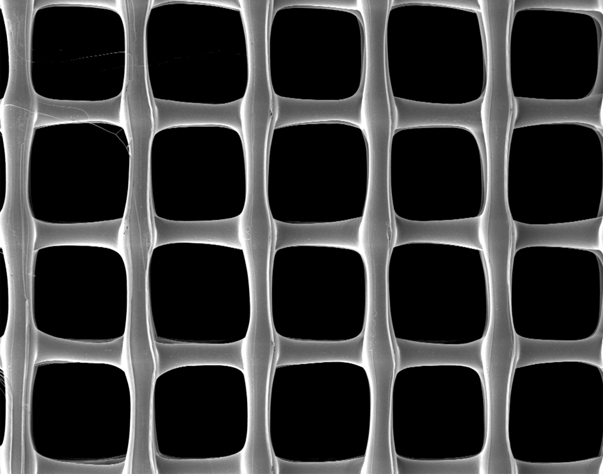 bottino lab microscopic image2