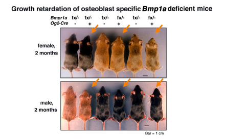 Osteoblast-specific disruption of Bmpr1a