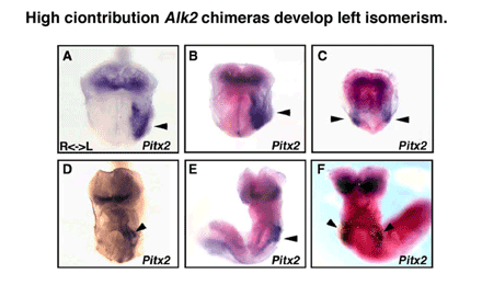 Bilateral expression of Pitx2 in Alk2 chimeras