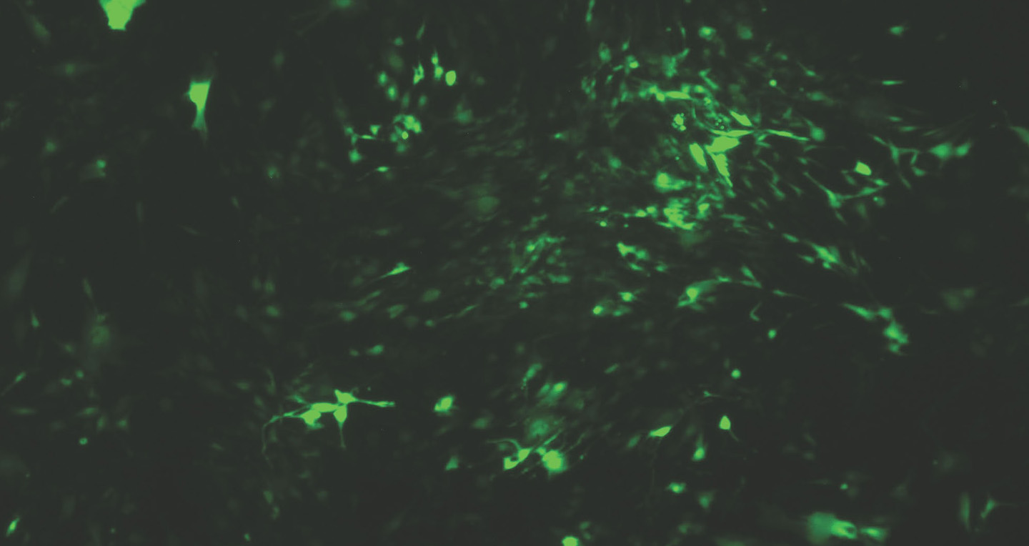 Development and Validation of Novel Amelogenesis Models