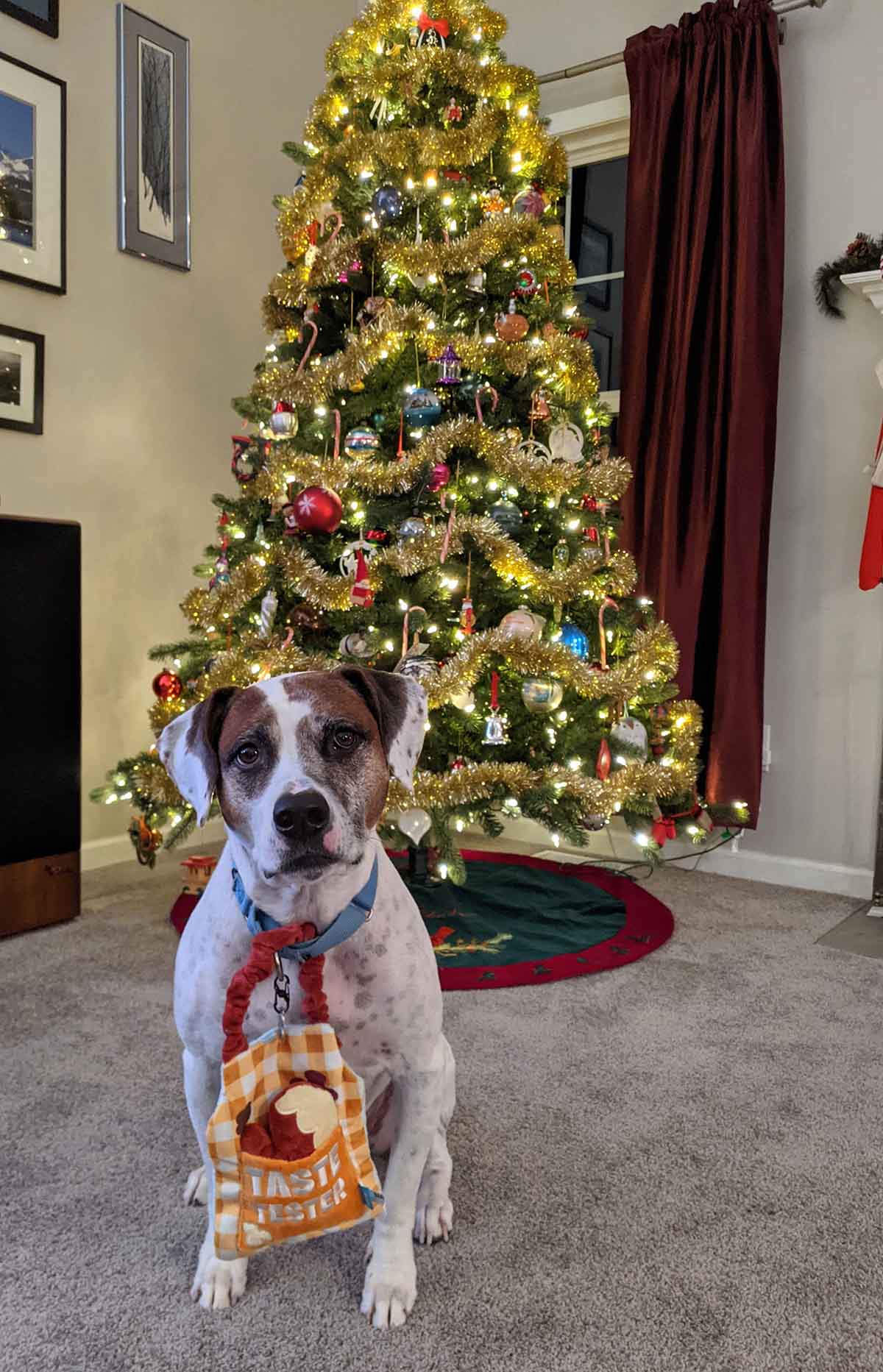 holiday photo