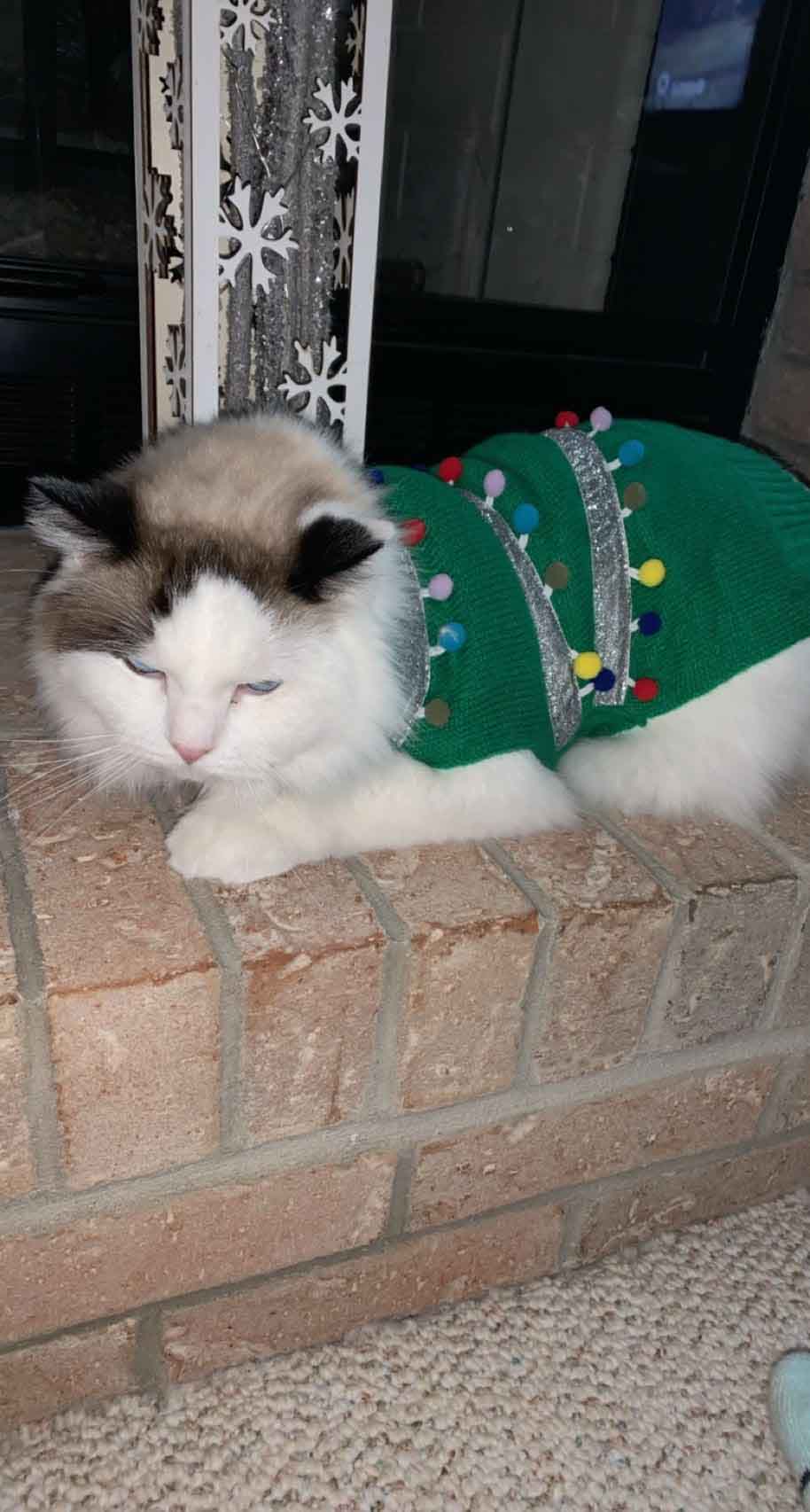 holiday photo