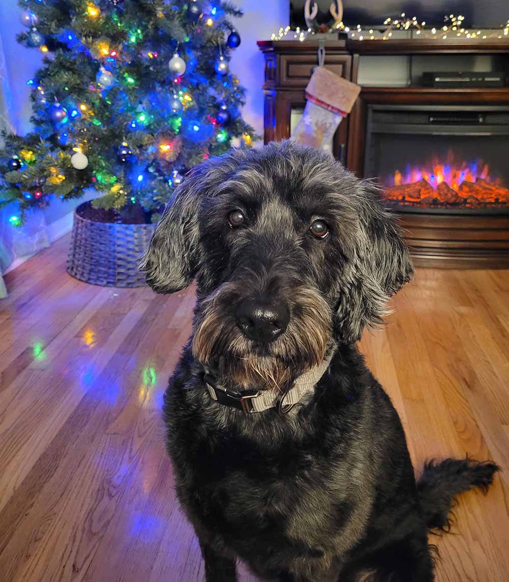 holiday photo