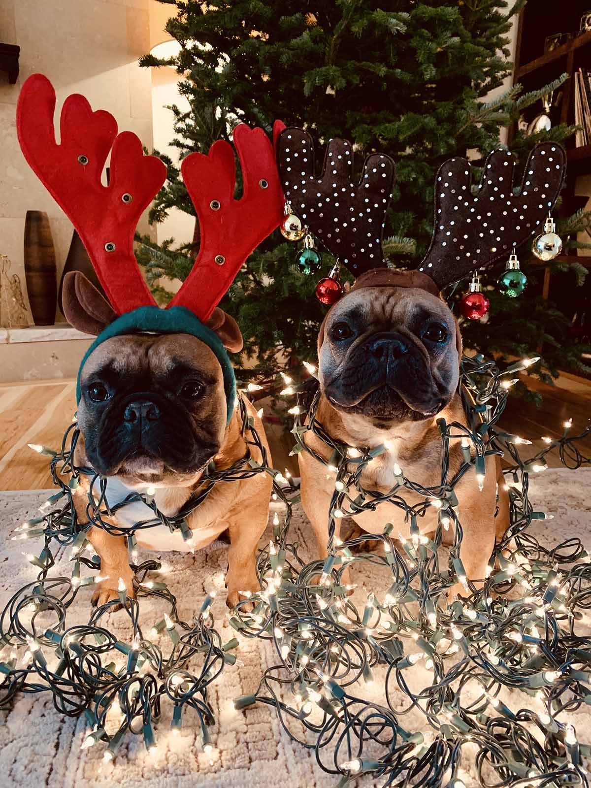 holiday photo
